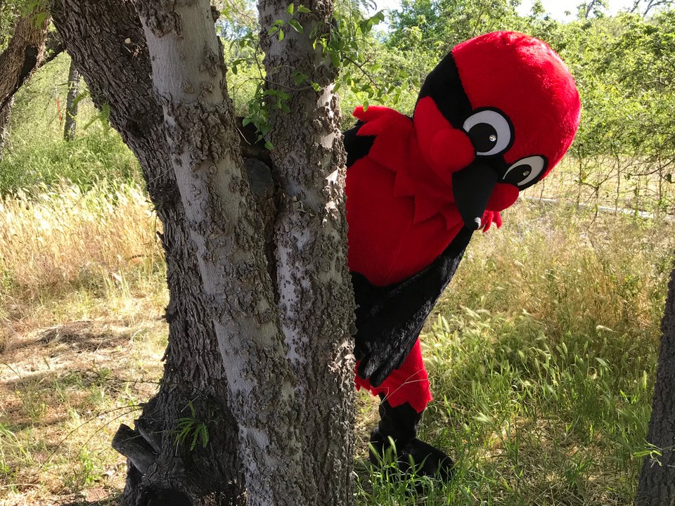 Vermilion flycatcher sitting on branch