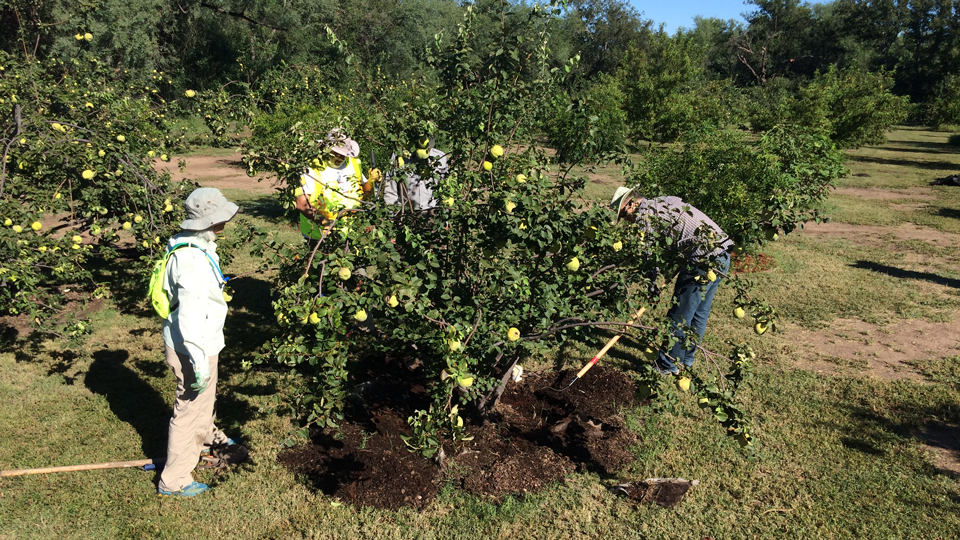 illustration of mission orchard