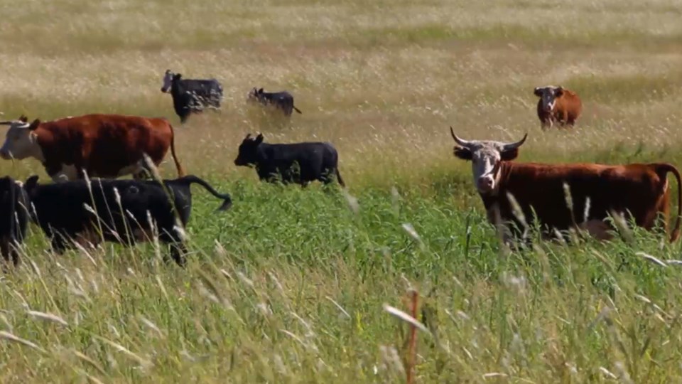 illustration of cattle dotting the landscape