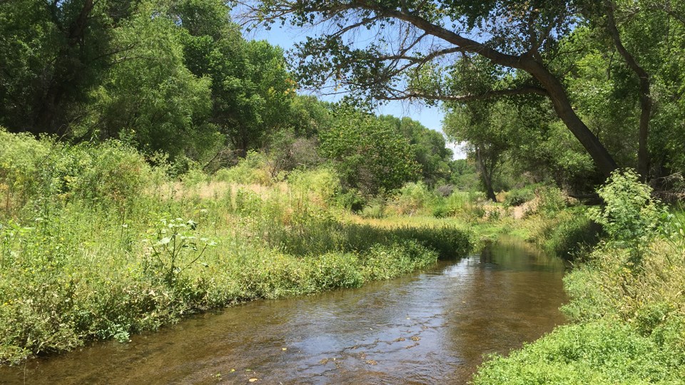 illustration of river peaking out among trees