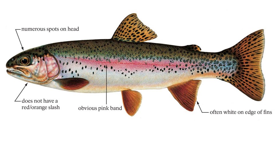 Westslope cutthroat trout