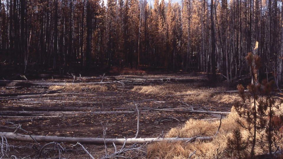 Fire-burned forest right after the 1988 fires.