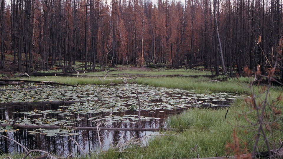 Fire-burned forest right after the 1988 fires.