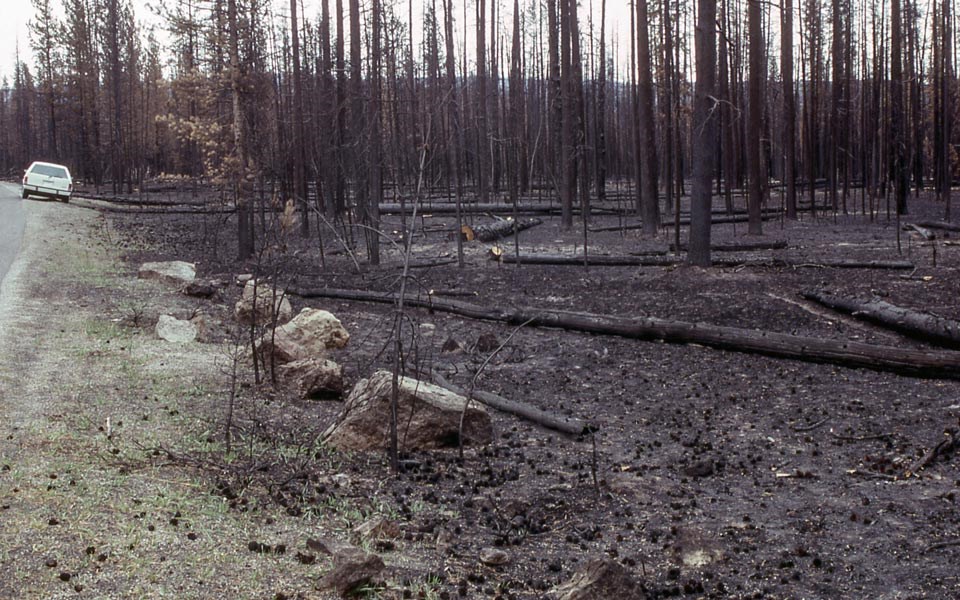 Burned forest after the 1988 fire season
