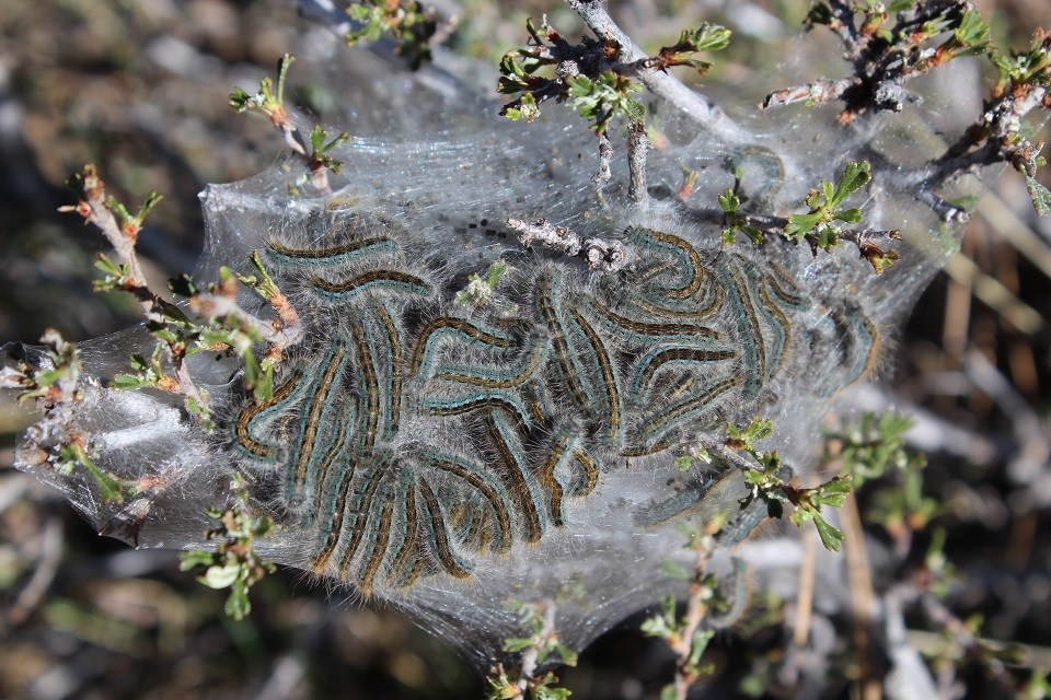 Long, black and green caterpillars crawling over each other in their tent nest