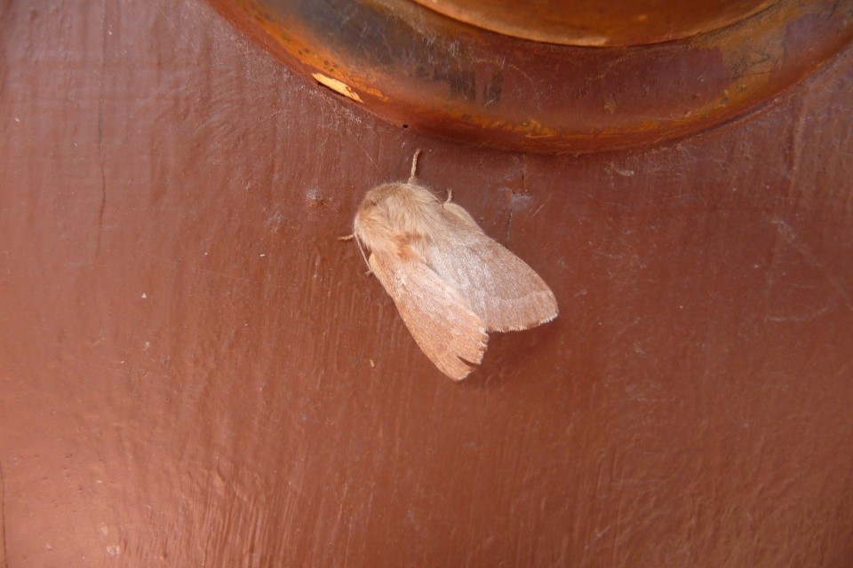 Long, black and green caterpillars crawling over each other in their tent nest