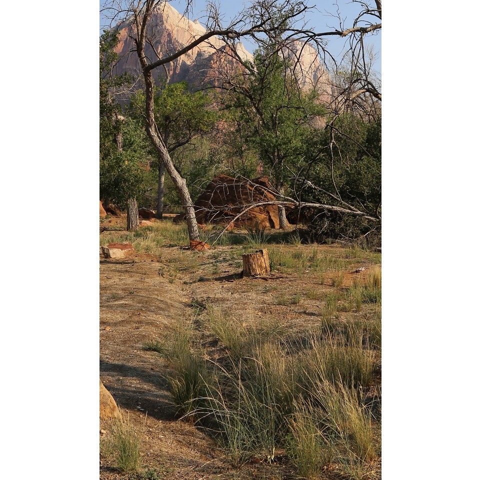 Black and white photo of two men working in near a ditch and saplings with Zion Canyon in the background.
