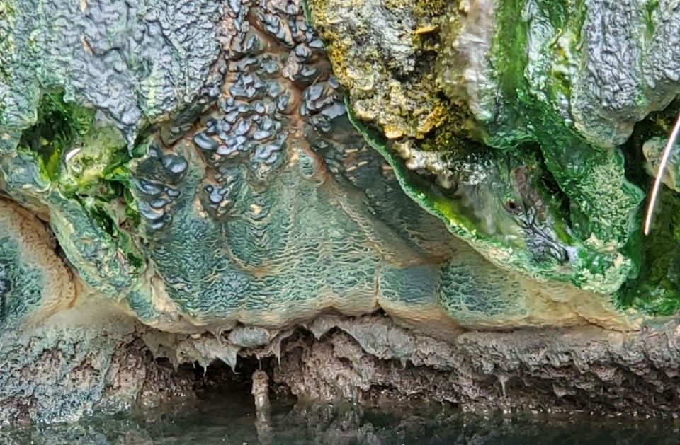 Close up of blue, green and yellow algae drying out of hot water on jagged tufa rock near the hot water cascade.
