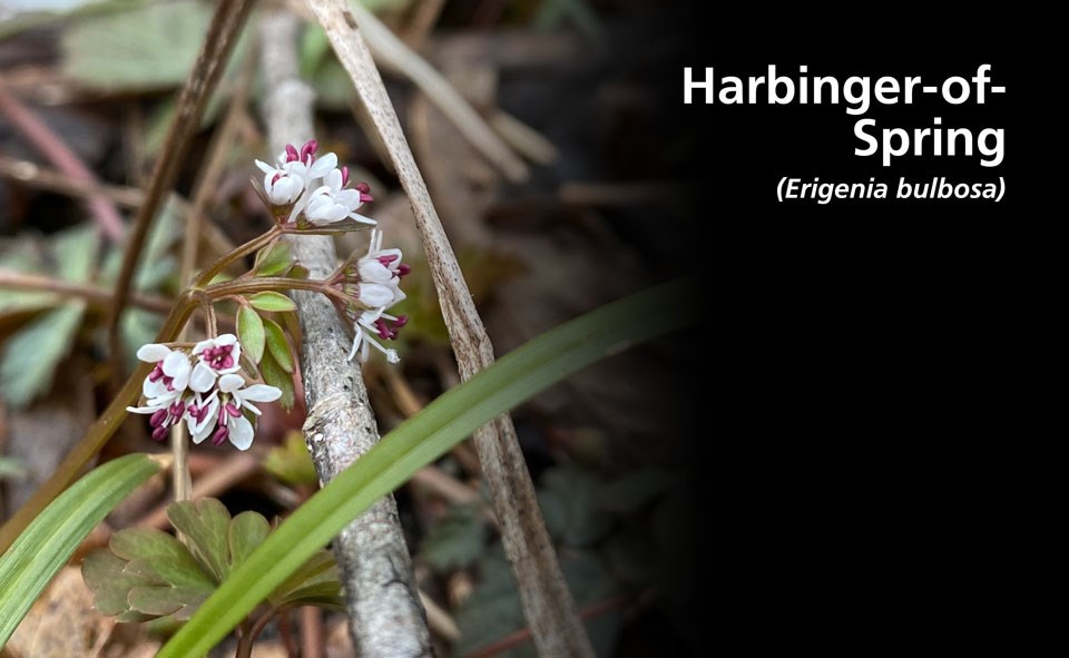 A small flower with white petals and red wine colored anthers leans over a small twig at the bottom of the forest floor.