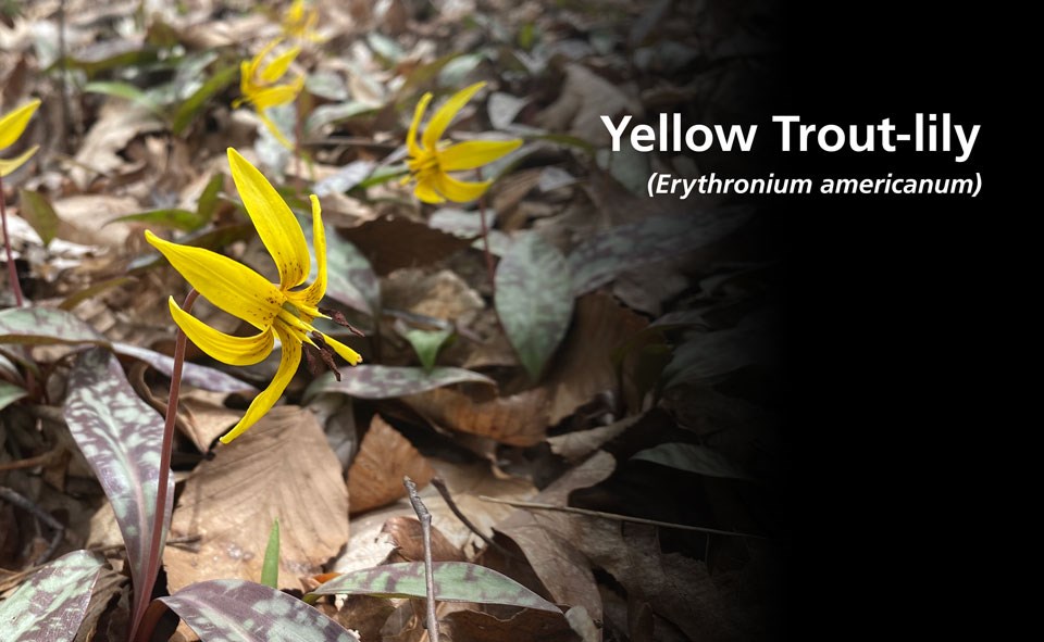 Flowers on single stalks with bright yellow petals that peel back.