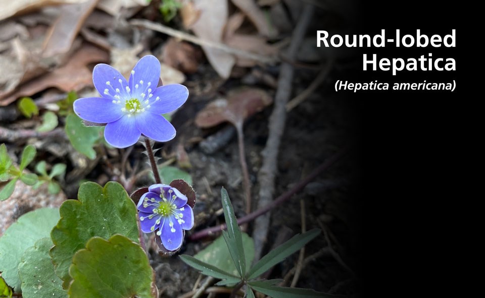 A bright, blue/purple bloom with six petals and slender, fuzzy stalks.