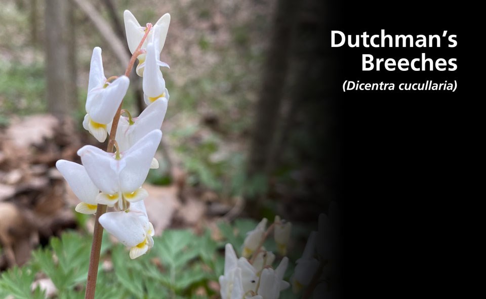 A stalk with curious, white blooms that resemble upside down pairs of pants.