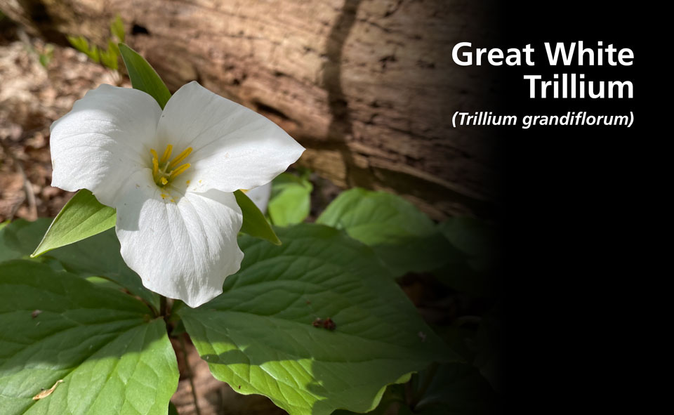 A large, three-petaled, white flower with three green leaves.
