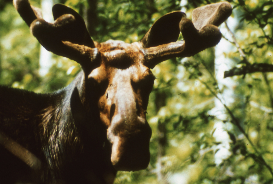Bull moose with large antlers at Isle Royale National Park