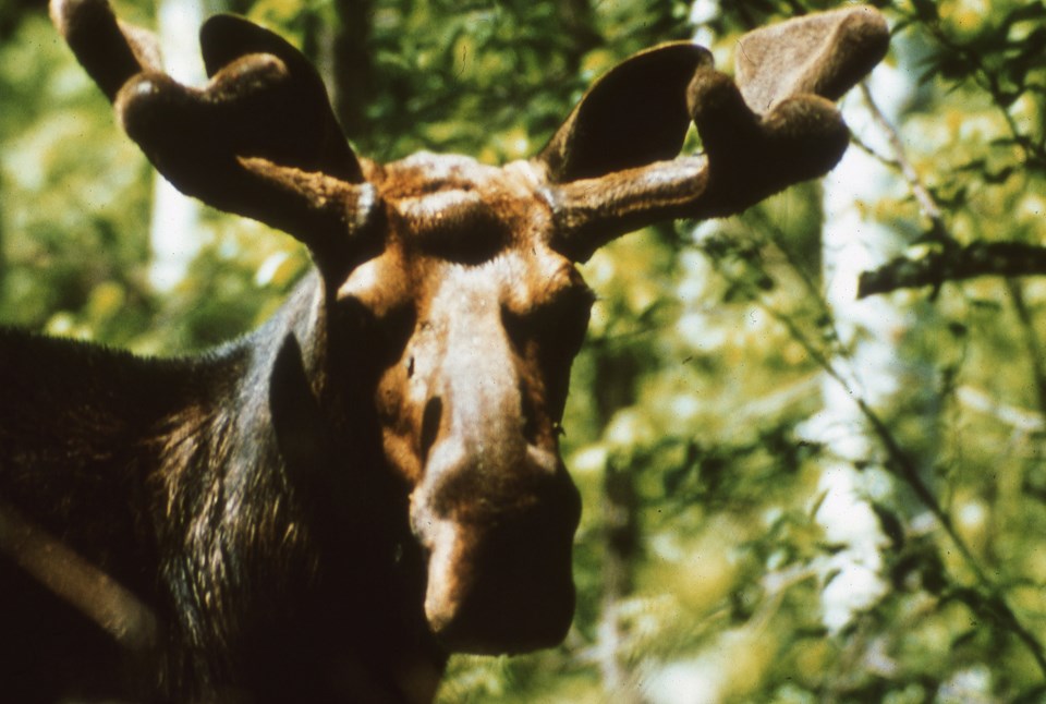 Moose head closeup with Antlers