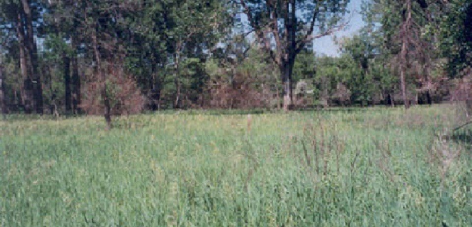 A grass and wooded area with yellow invasive plants.