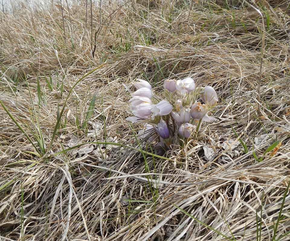 A small bunch of white flowers within a mat of tan-brown dead grass.