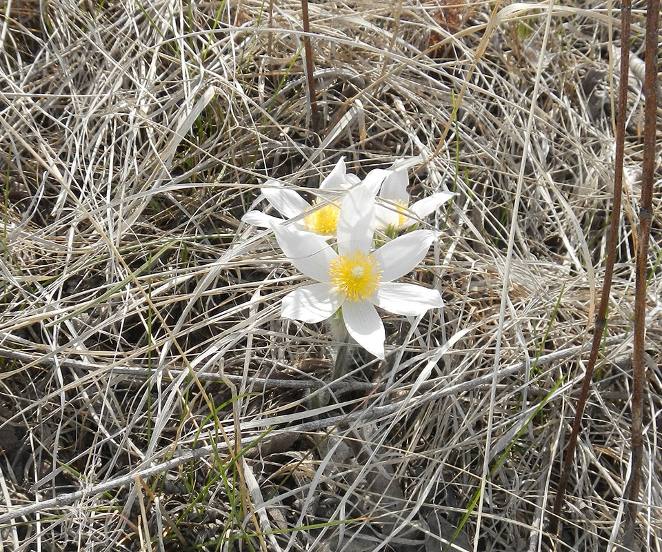 A small bunch of white flowers within a mat of tan-brown dead grass.