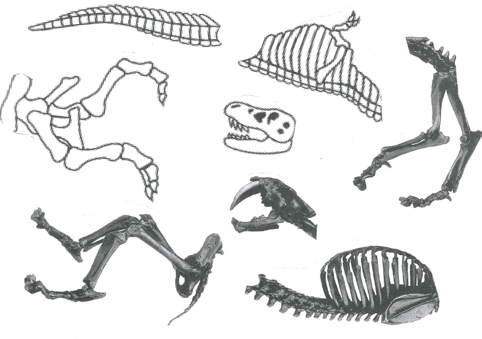 Fossil Parts, various skulls and bones on white background