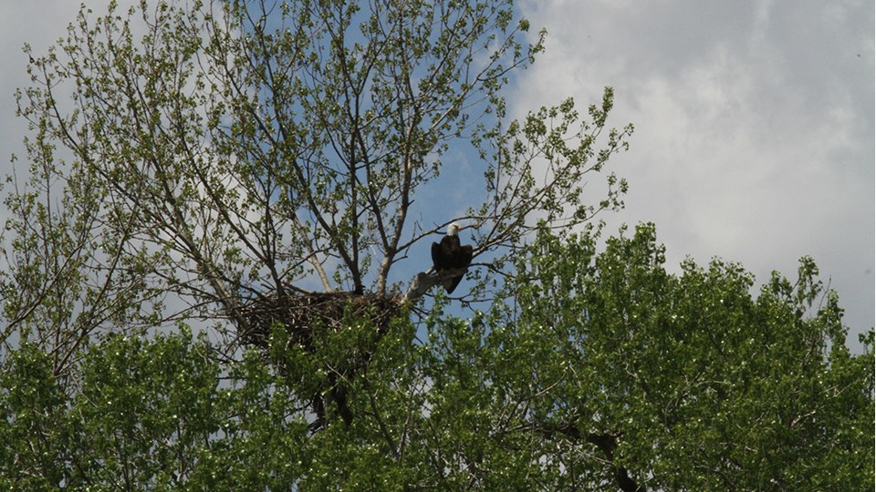 An eagle sits in the green branches of a tree beside its nest