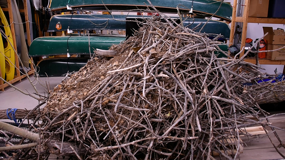 An eagle sits in the green branches of a tree beside its nest