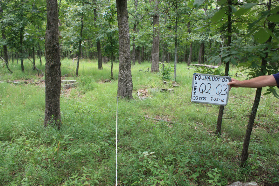 A monitoring plot in the fall after a prescribed fire.
