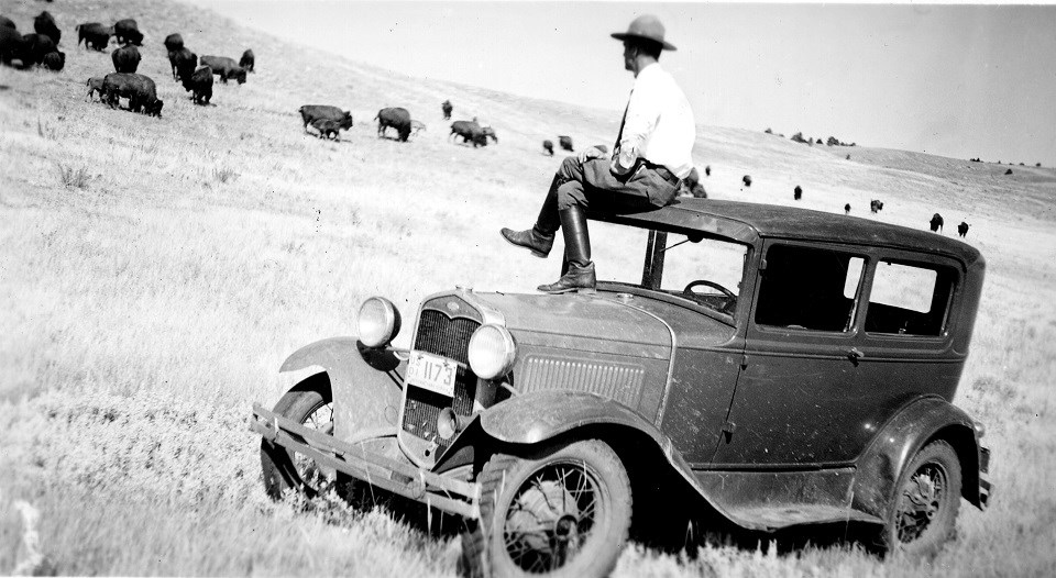 Black and white image of Superintendent Sutter sitting on a vehicle looking out over a bison herd.