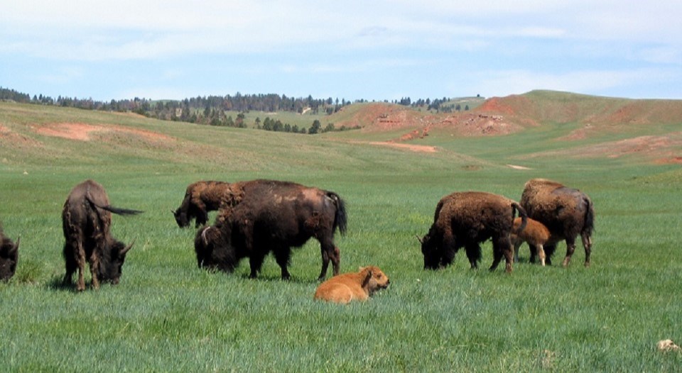 Black and white image of Superintendent Sutter sitting on a vehicle looking out over a bison herd.