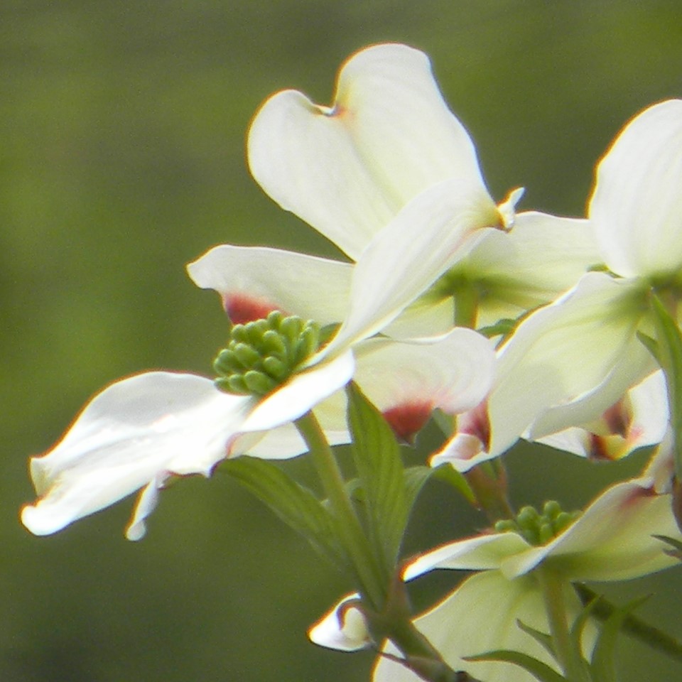 Flowers on a Dogwood Tree