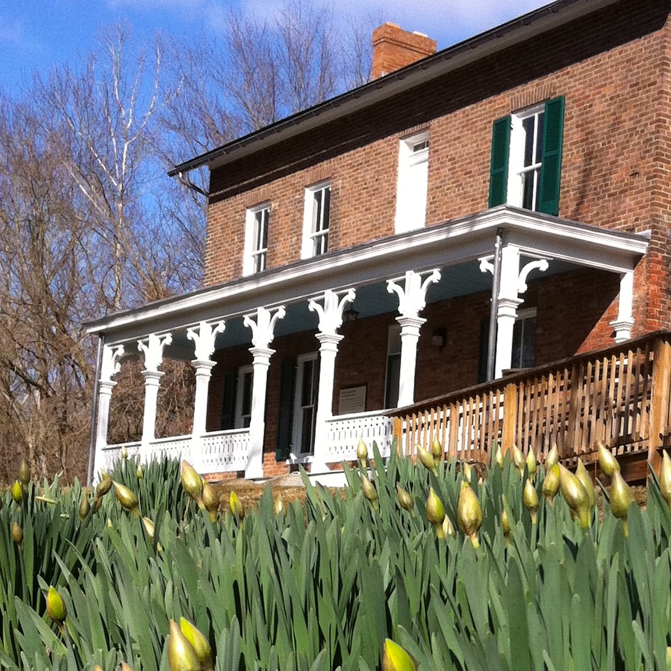 Flowers on a Dogwood Tree