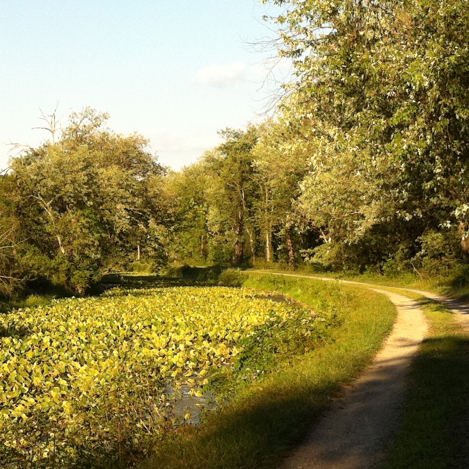 Evening sunshine on lily pads and towpath