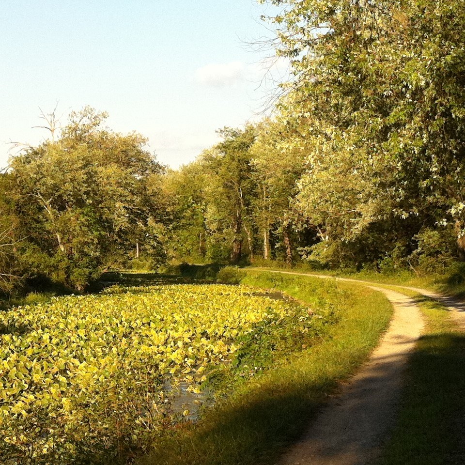 Evening sunshine on lily pads and towpath