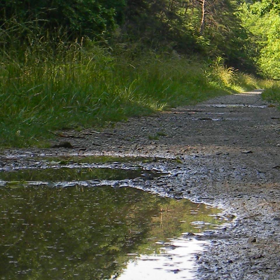 Evening sunshine on lily pads and towpath