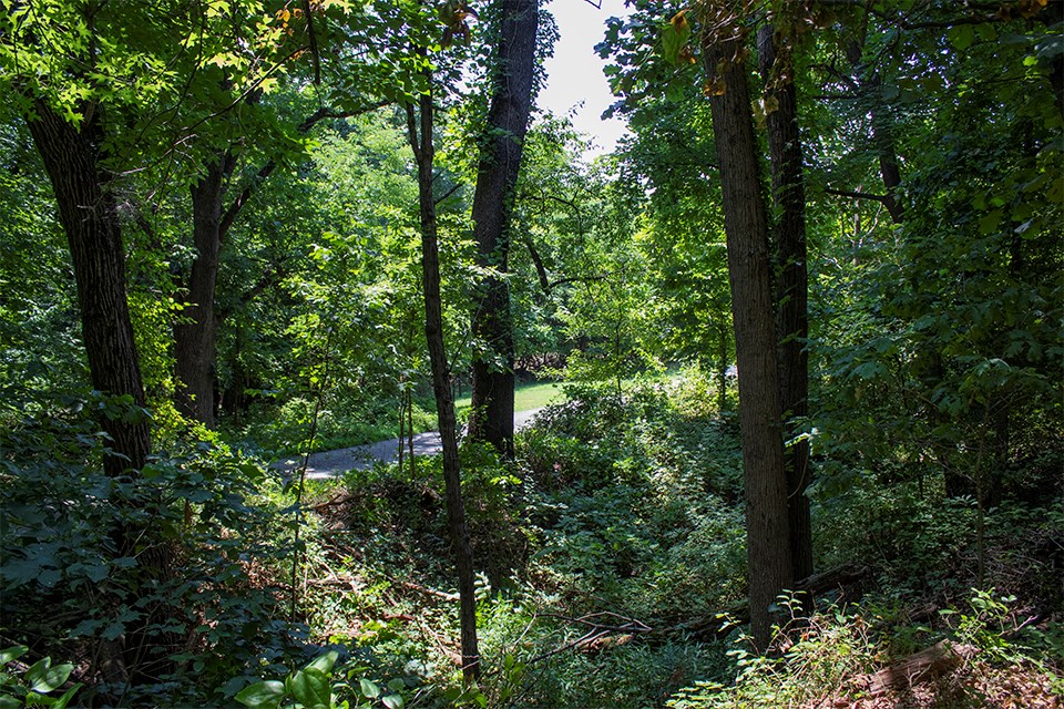 A historic image of Sibley tents overlaid on a modern image of a forest.