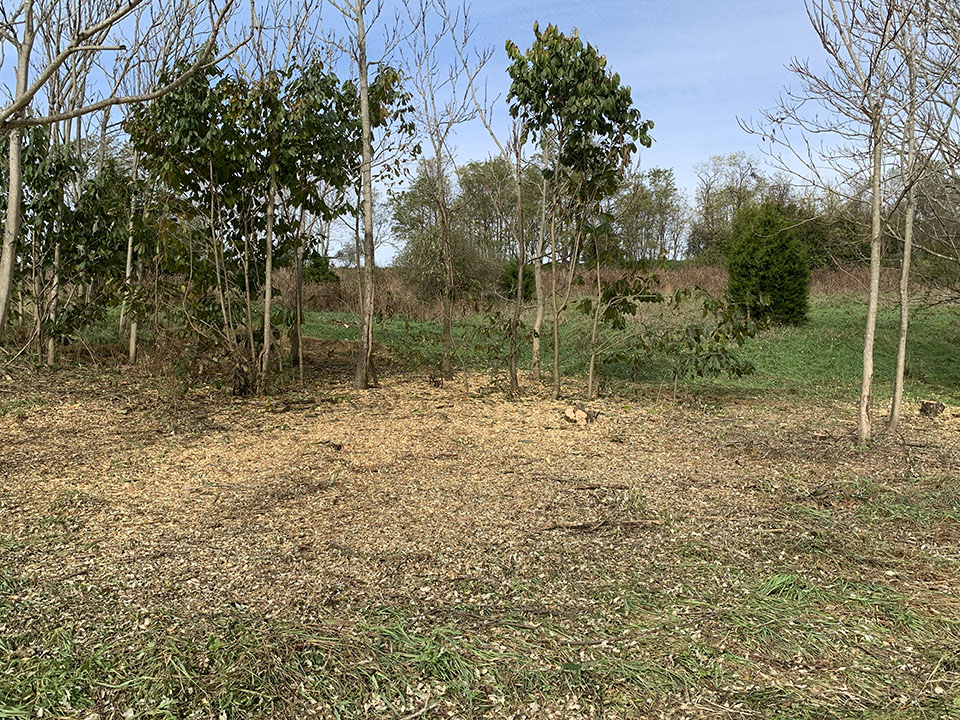 Two men and two women wearing hardhats and chaps and holding landscaping tools