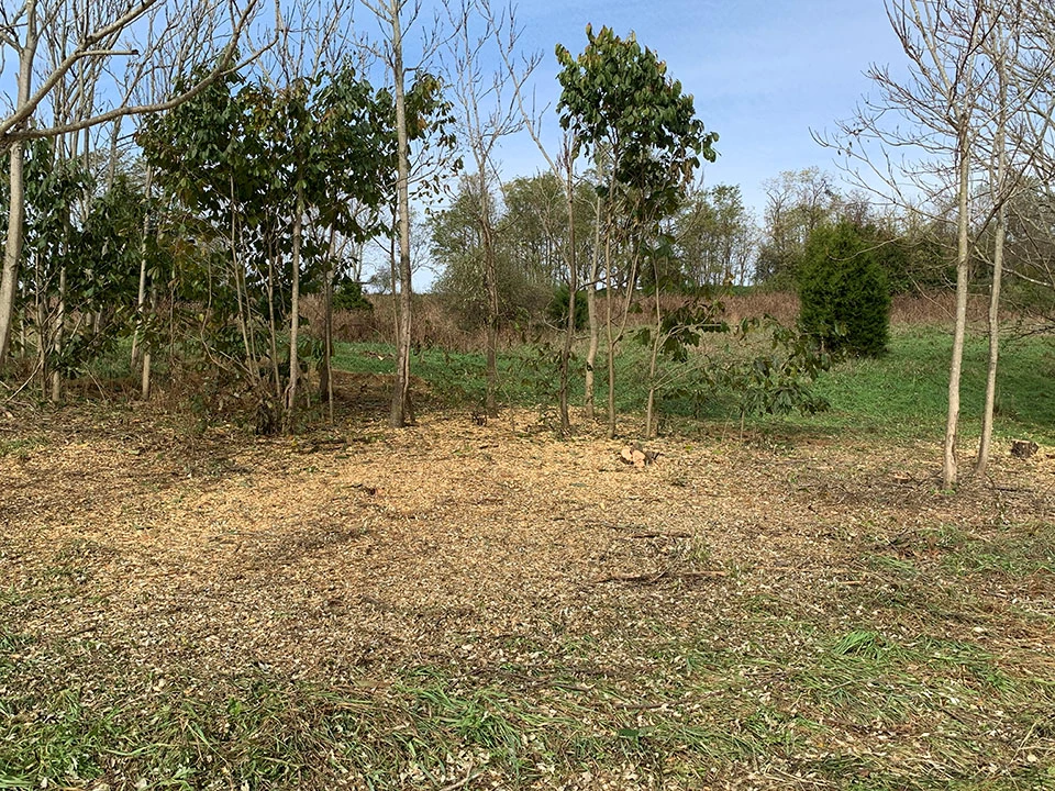 Two men and two women wearing hardhats and chaps and holding landscaping tools