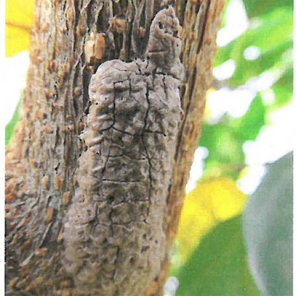 Brownish tan lump on tree trunk