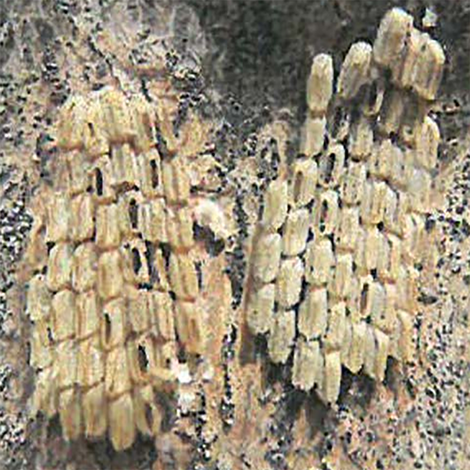 Brownish tan lump on tree trunk