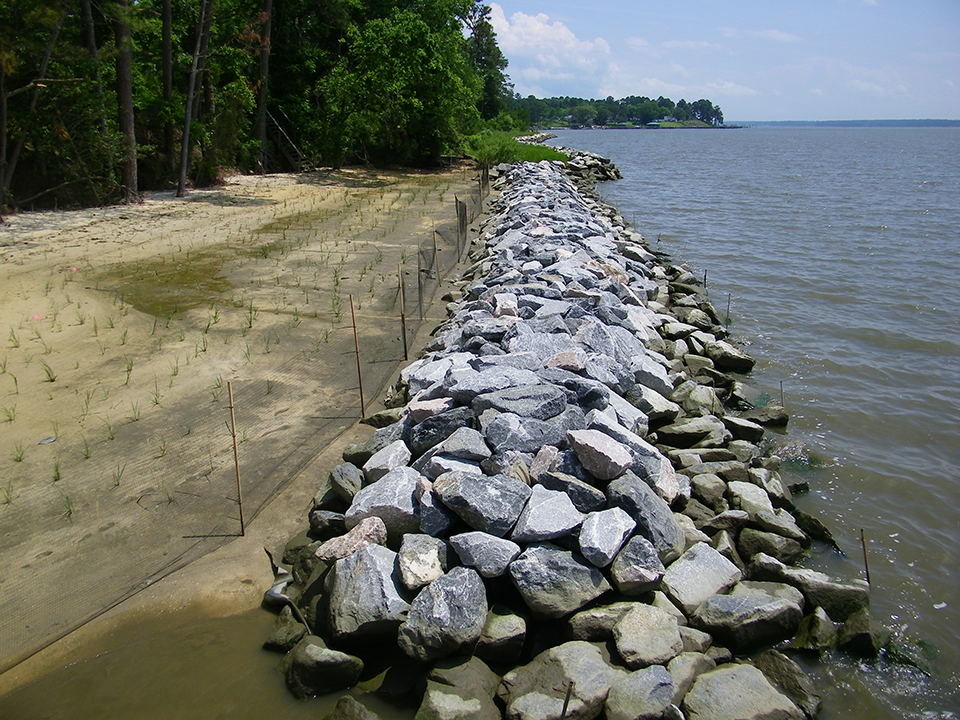Photo of a sandy shoreline with a low wall of rocks between the sand and water and small sprouted plants in the sand.
