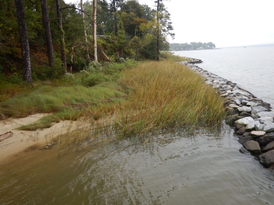 Photo of a sandy shoreline with a low wall of rocks between the sand and water and small sprouted plants in the sand.