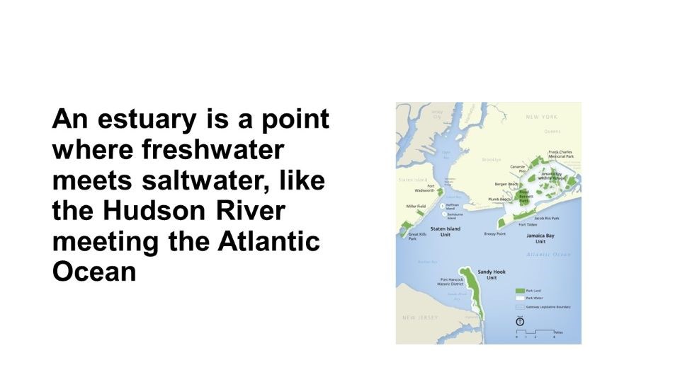 Question: What is an estuary