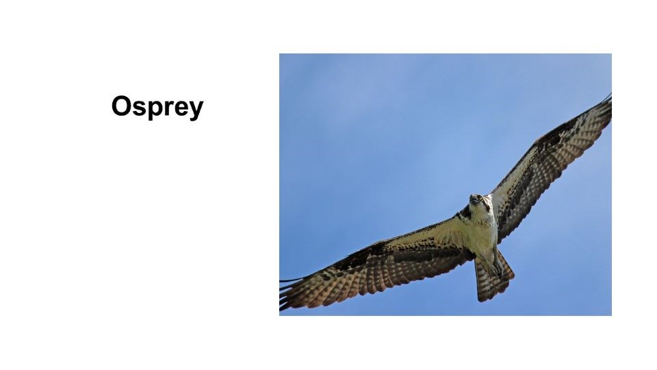 What Type of Bird Is This