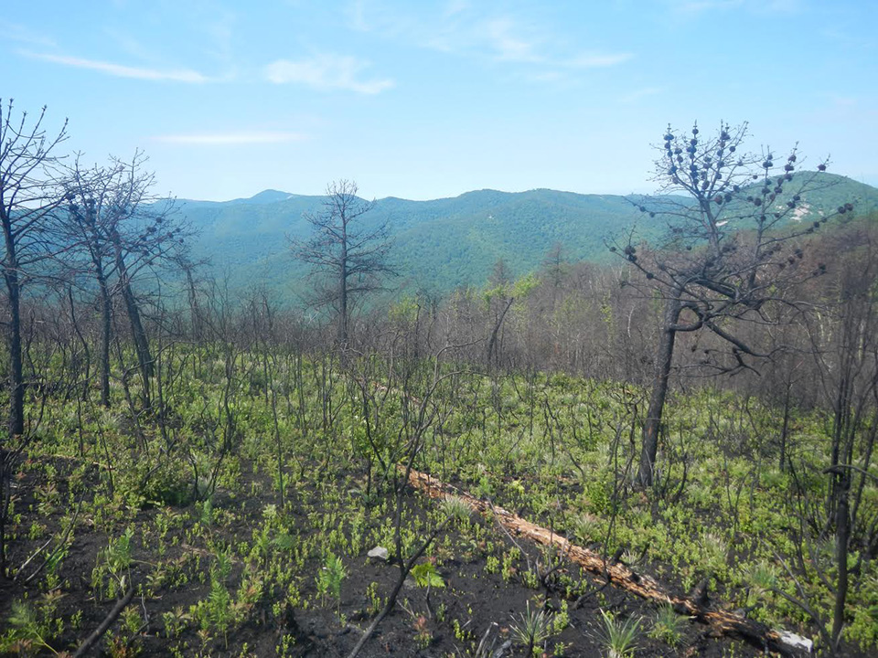 A forest that is burned with black trees and no vibrant vegetation.