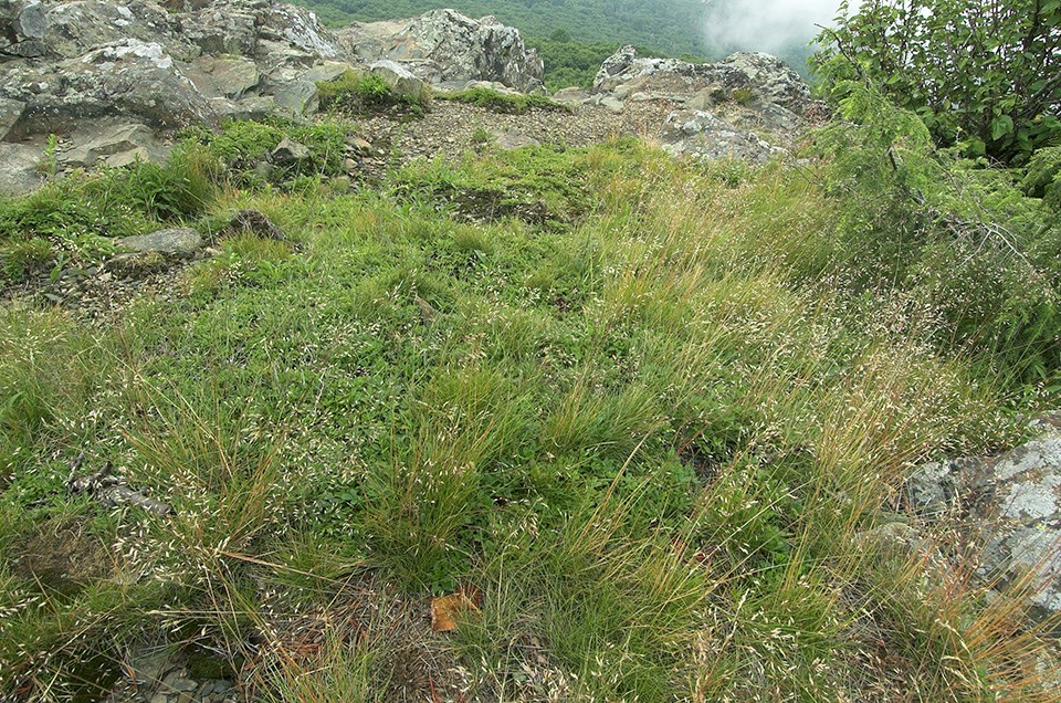 A flat area on a rock outcrop covered in vegetation.