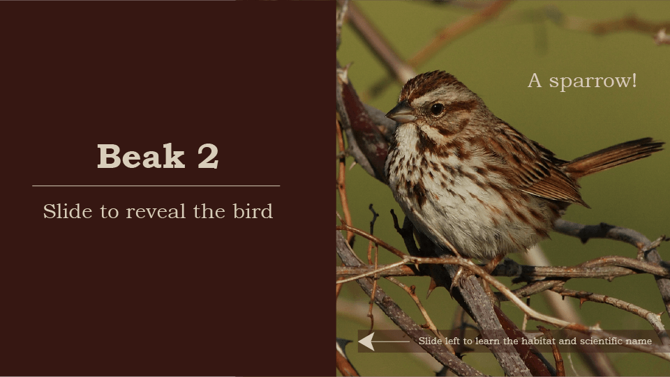 Beak 2, slide to reveal the bird, a sparrow, brown and white bird on tree branch, slide left to learn the habitat and scientific name