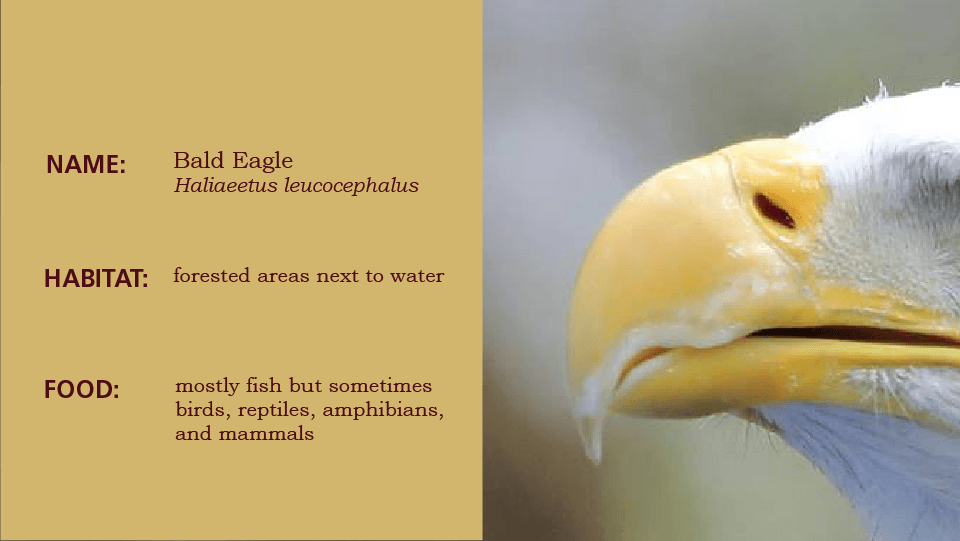 Beak 2, slide to reveal the bird, an eagle, white head, brown body, yellow beak, slide left to learn the habitat and scientific name