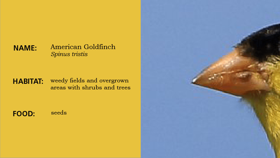 Beak 1, slide to reveal the bird, a finch, yellow and black bird on thistle branch, slide left to learn the habitat and scientific name