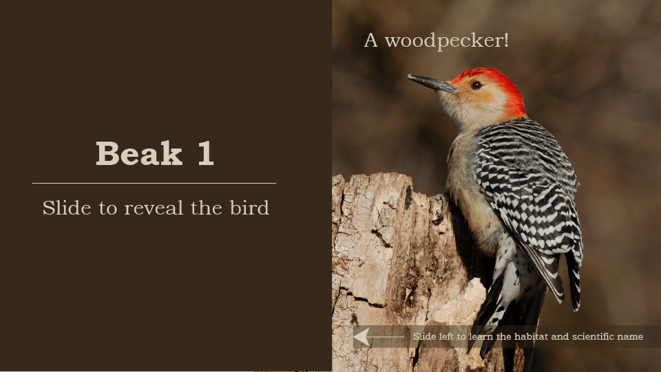 Beak 1, slide to reveal the bird, a woodpecker, black, white, and red bird on broken tree trunk, slide left to learn the habitat and scientific name