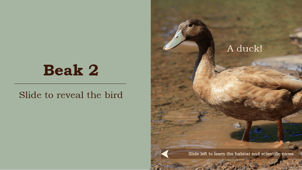 Beak 2, slide to reveal the bird, a duck, dark brown head, tan body, pale green beak, slide left to learn the habitat and scientific name