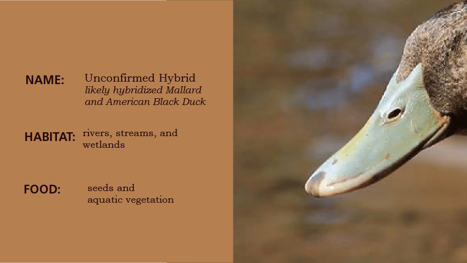 Beak 2, slide to reveal the bird, a duck, dark brown head, tan body, pale green beak, slide left to learn the habitat and scientific name